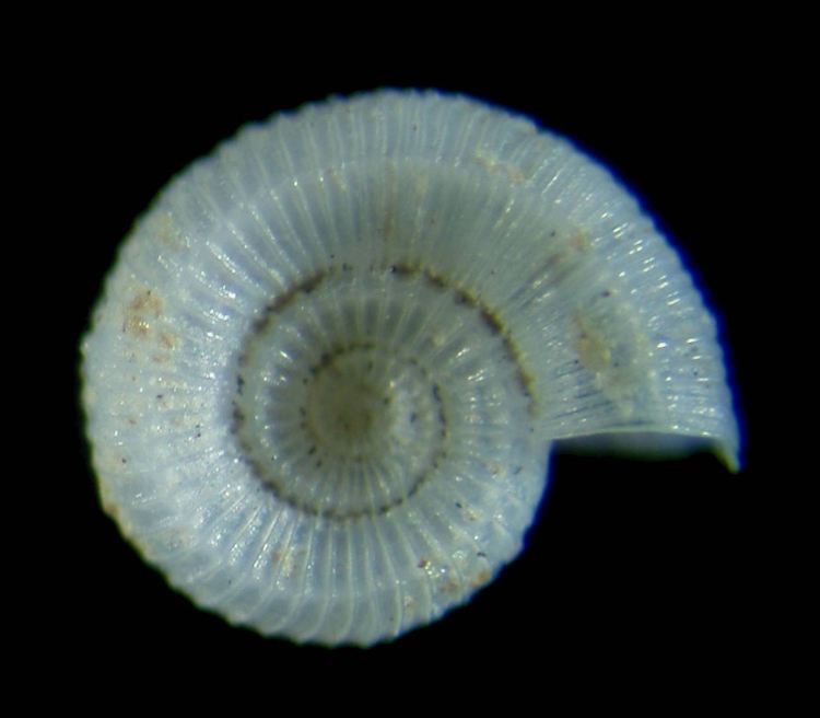 Adeuomphalus ammoniformis